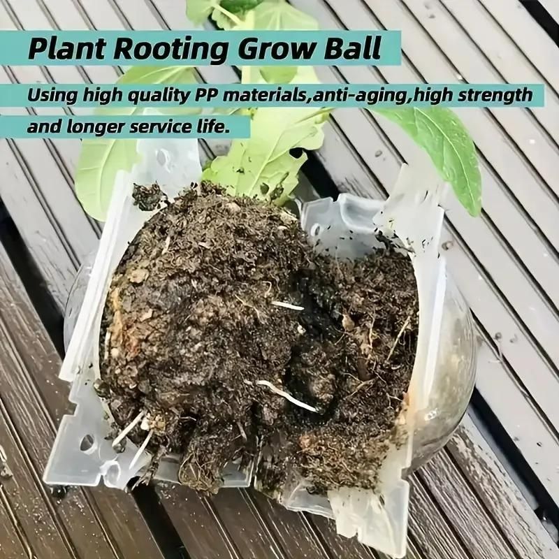 Plant Root Growing Box (Pack of 4)
