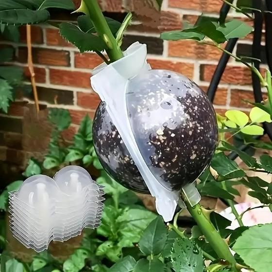 Plant Root Growing Box (Pack of 4)