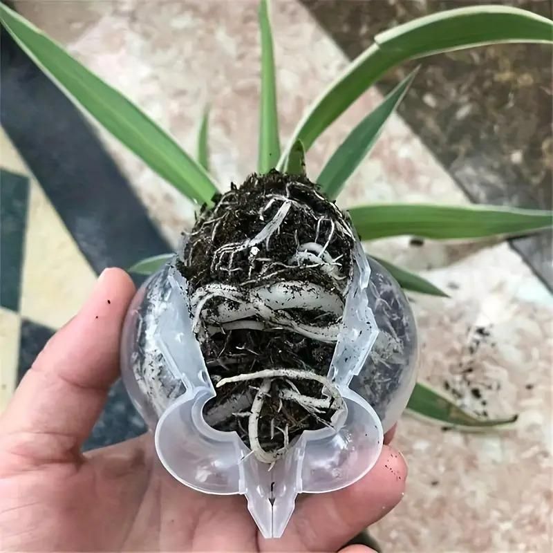 Plant Root Growing Box (Pack of 4)